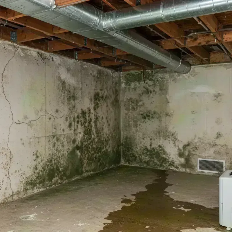 Professional Mold Removal in Millbourne, PA